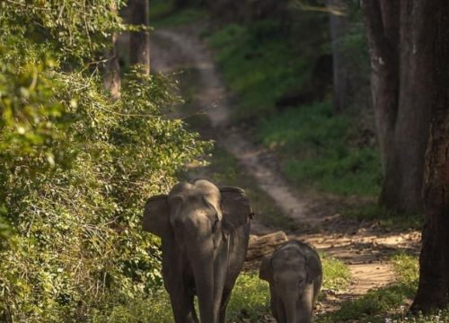Capture the Giants: Elephant Photography Tours in Uttarakhand