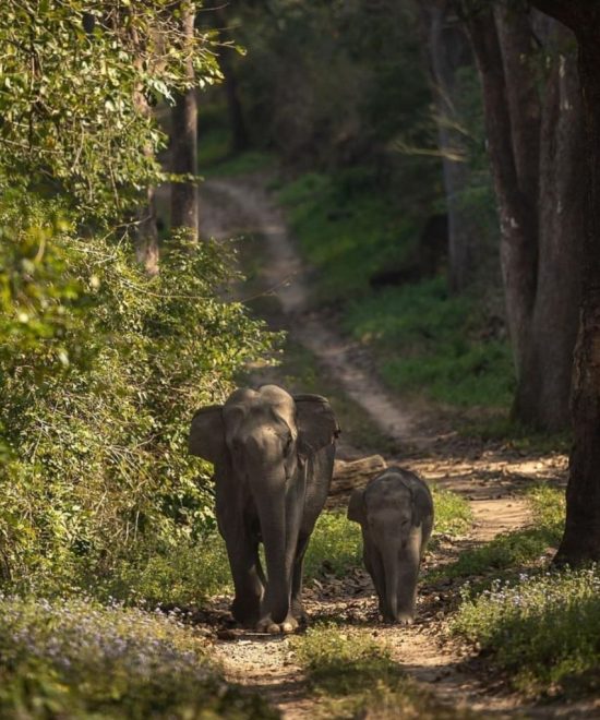 Capture the Giants: Elephant Photography Tours in Uttarakhand