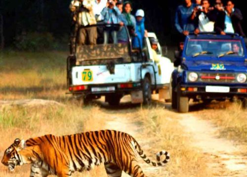 Experience the Wild: Jungle Safari in Uttarakhand with Uttarakhand Dream Valley