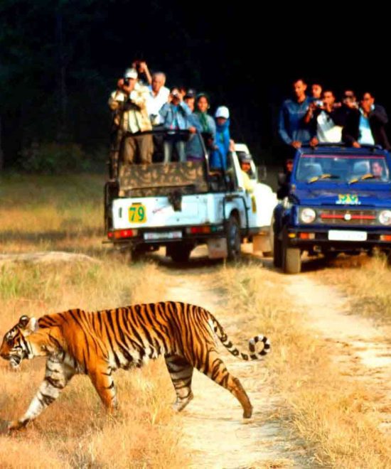Experience the Wild: Jungle Safari in Uttarakhand with Uttarakhand Dream Valley