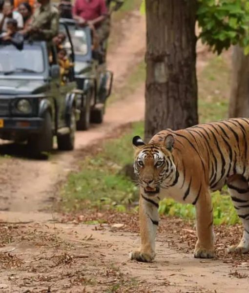 Jim Corbett National Park