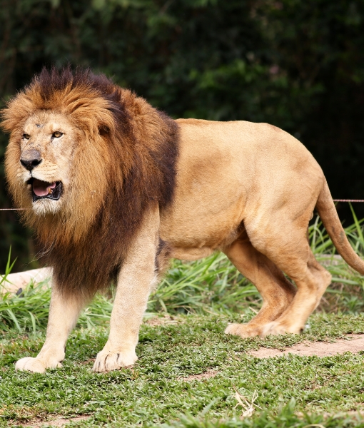  Jungle Safari