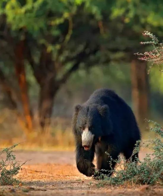  Uttrakhand dream valley