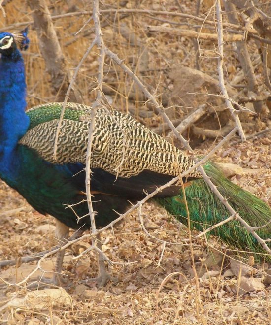  Uttrakhand dream valley