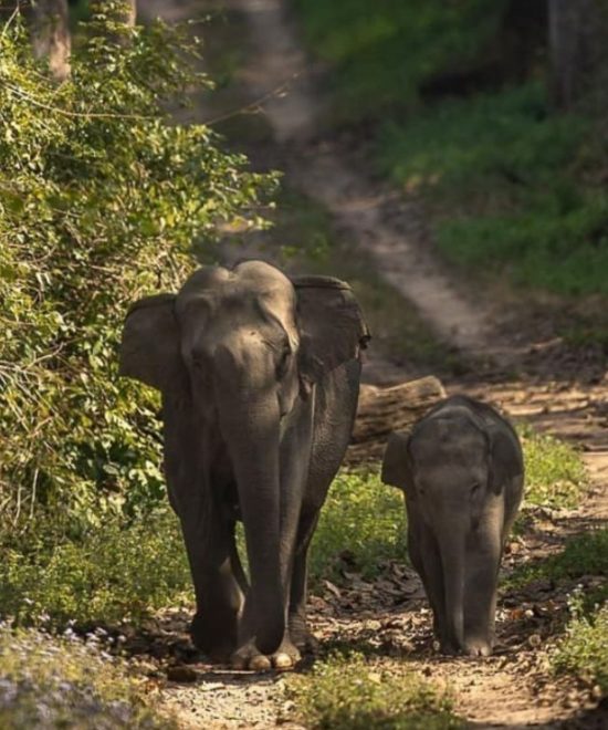  Uttrakhand dream valley