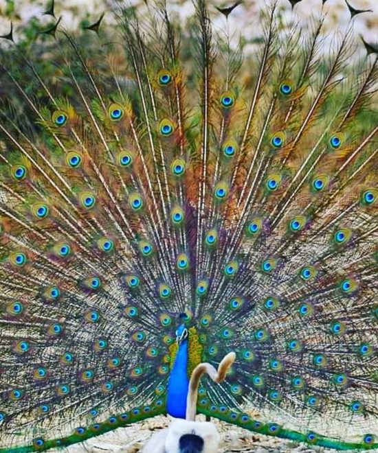  Uttrakhand dream valley